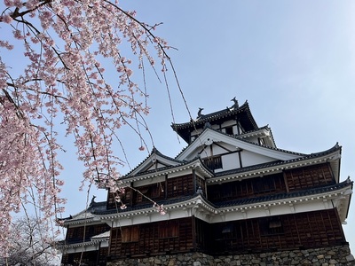 天守閣と桜