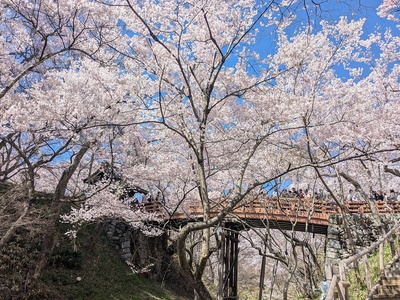 お掘りに下りて撮った桜雲橋