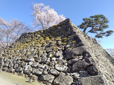 天守台と桜