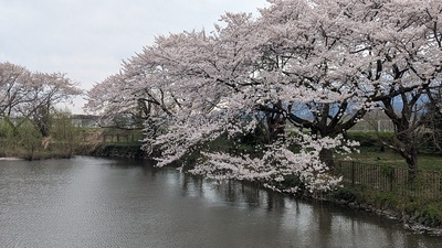 水堀と桜
