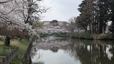 桜と水堀