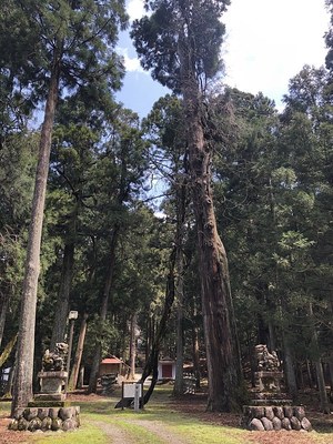 春日神社の大フジ