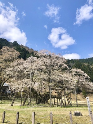 淡墨桜