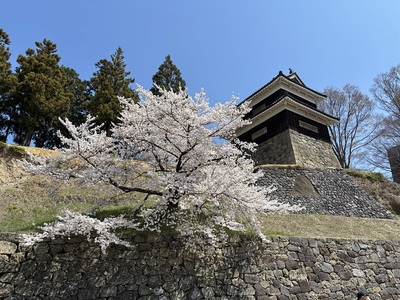 尼ヶ淵からの櫓と桜