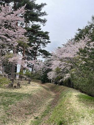 堀とさくら