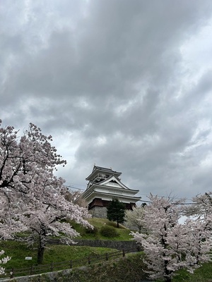 満開の桜と模擬天守
