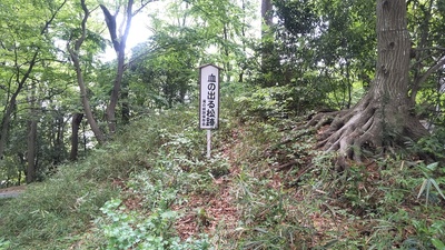 血の出る松跡