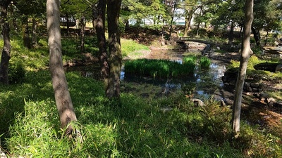 下茶屋公園の池