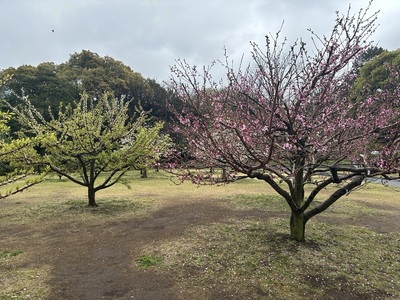 果樹古品種園