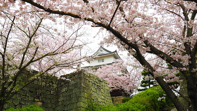 丸亀城桜まつり2017