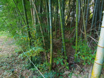 竹藪の中の土塁