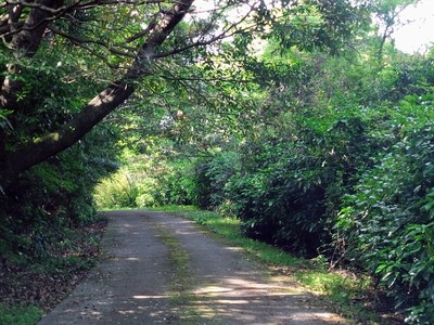 駐車場までの山道