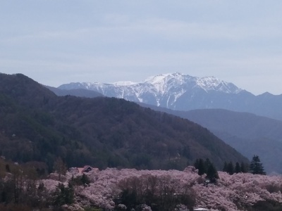桜の季節の高遠城遠景(2016年4月)