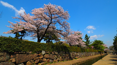堀川の石垣と桜