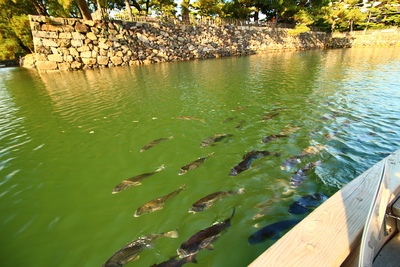 高松城 水堀内の鯛の群れ
