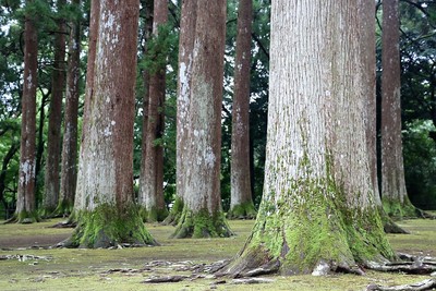 旧本丸に乱立する飫肥杉