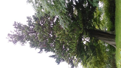 高野槇の巨木
