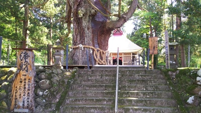 白山神社入口にある大杉