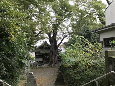 城山稲荷神社と大きなケヤキ