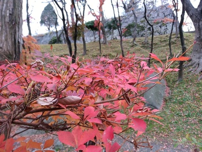 紅葉と盛岡城の石垣石垣