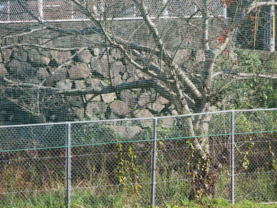 外堀の石垣
