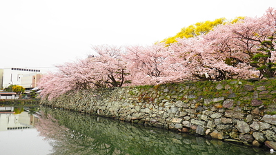 桜の頃（内堀と石垣）