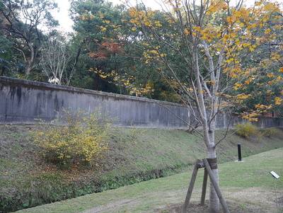 土塁と水路？