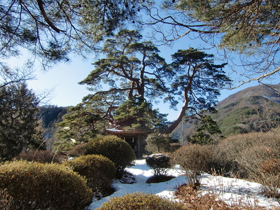 金毘羅神社と城山の松