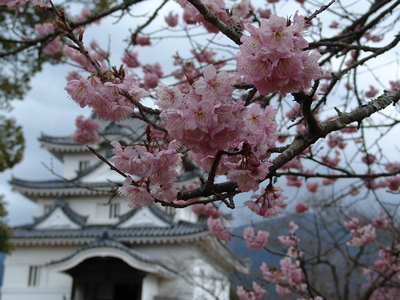宇和島城天守閣と桜