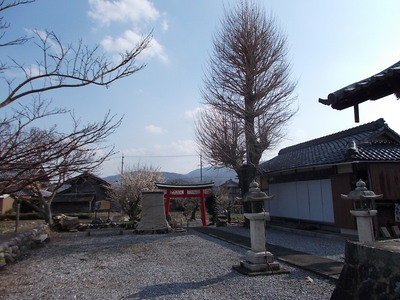松寿丸が植えたイチョウの木