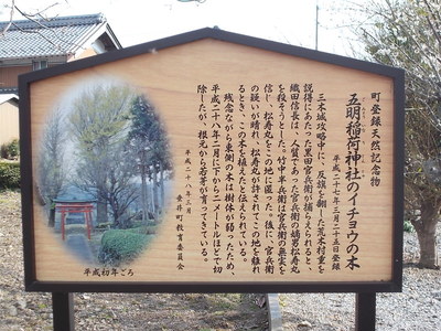 五明稲荷神社のイチョウの木案内板