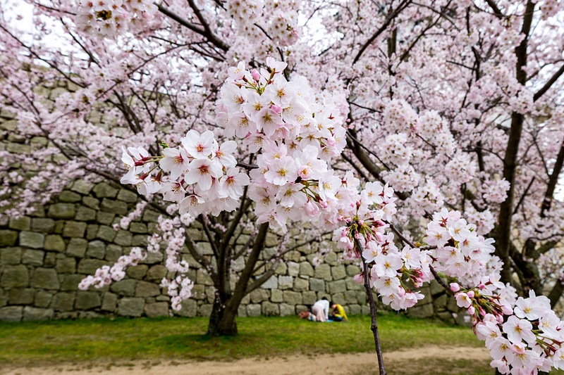 二ノ丸石垣と桜