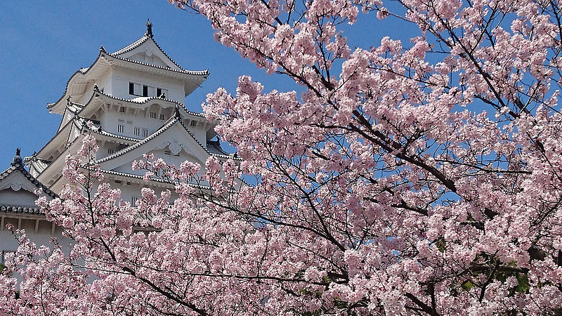 桜と城と青空と