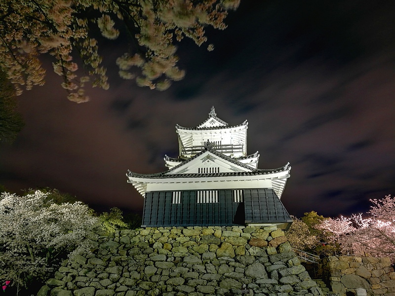 浜松城の写真 夜の浜松城と桜 攻城団