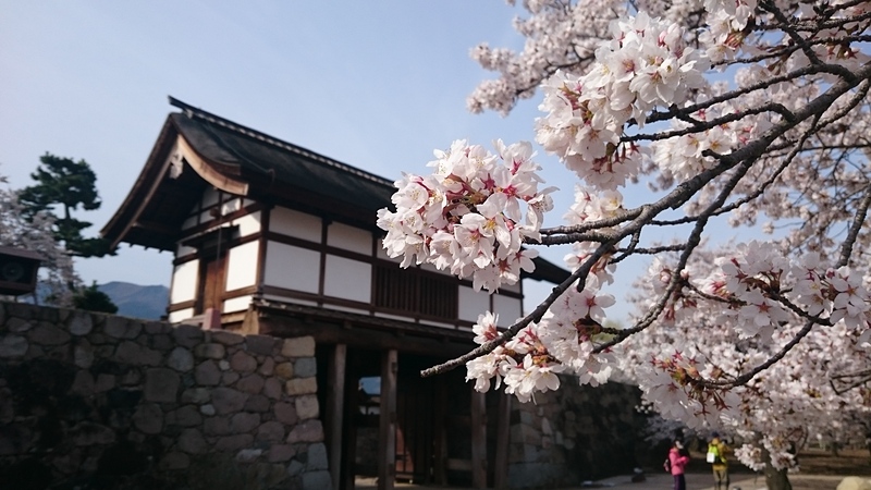 桜と太鼓門櫓
