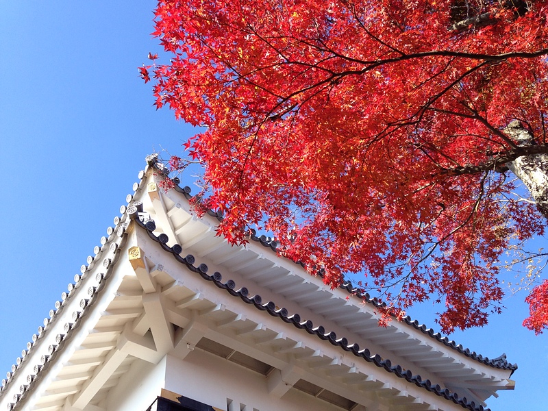 攻城団 岐阜城の写真 天守と紅葉