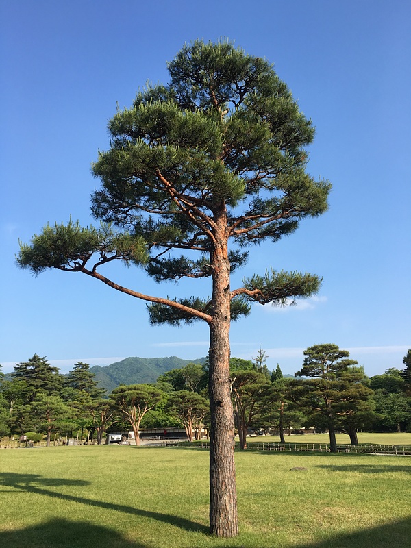 会津若松城の写真：松の木 攻城団