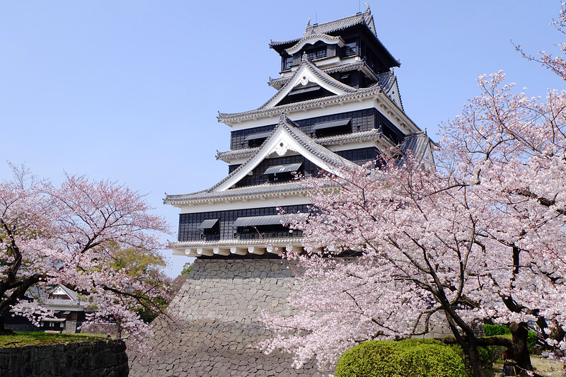 桜と熊本城天守（2015年）