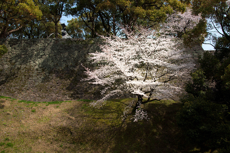 熊本城石垣と桜