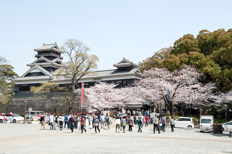 桜の時期の熊本城