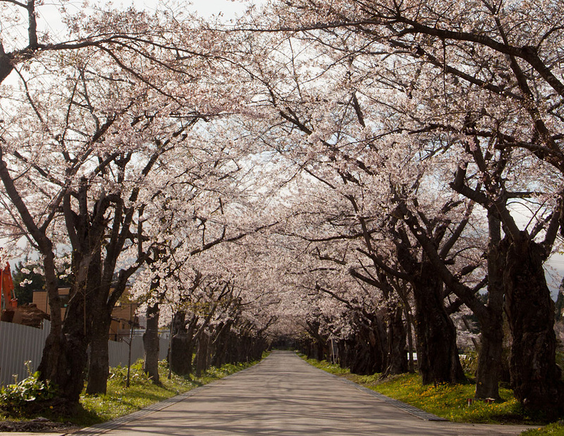 陣屋桜トンネル