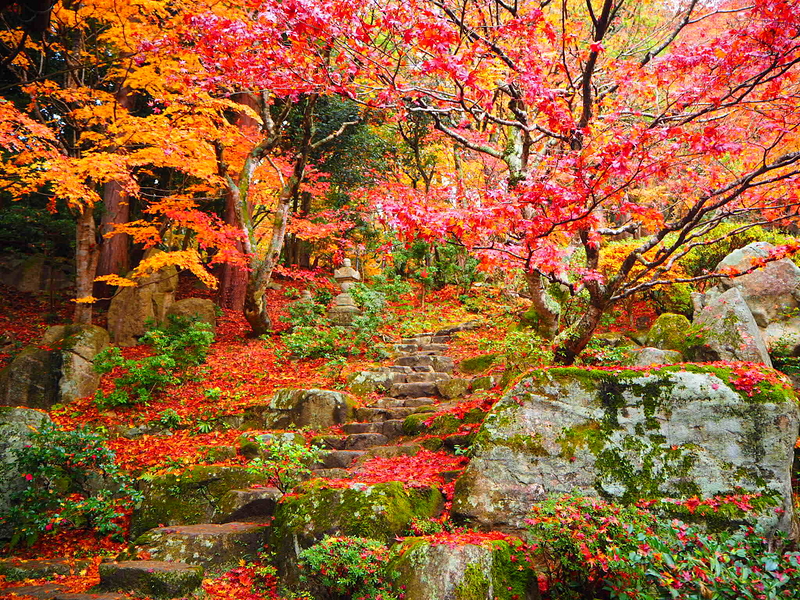 「百済寺 紅葉」の画像検索結果