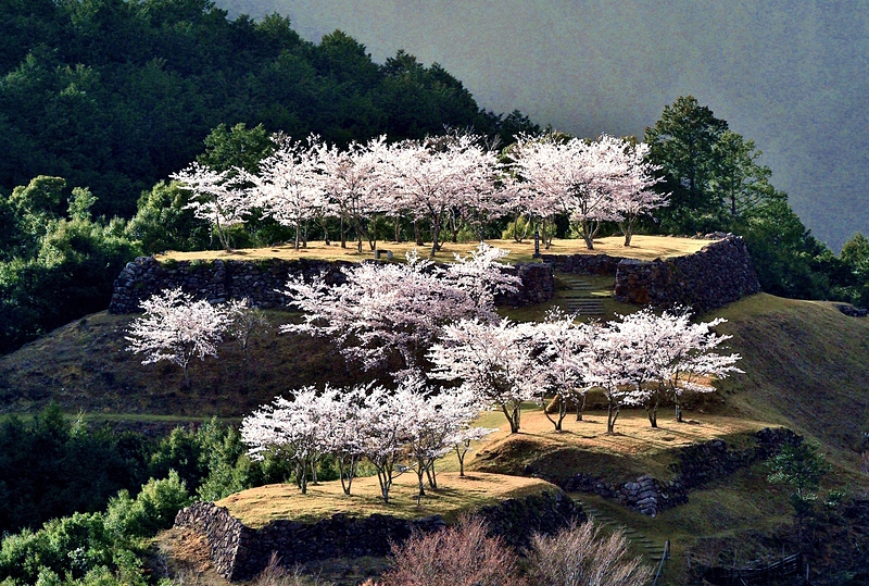 桜咲く赤木城