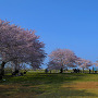 蟠龍櫓と三の丸跡の桜