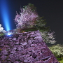 夜桜と石垣