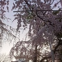 枝垂れ桜を見上げて