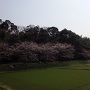 水城と桜