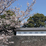 富士見多聞櫓と桜