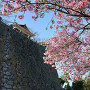 桜と石垣と筒井門東続櫓