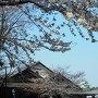 桜と加藤清正像と名古屋城